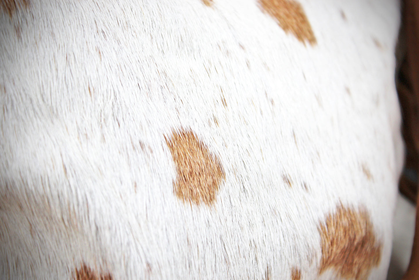 The Prairie Brown Leather Shoulder Bag : Cowhide with Fringe